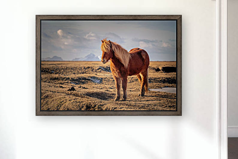 Solitaire Icelandic Horse Reproduction