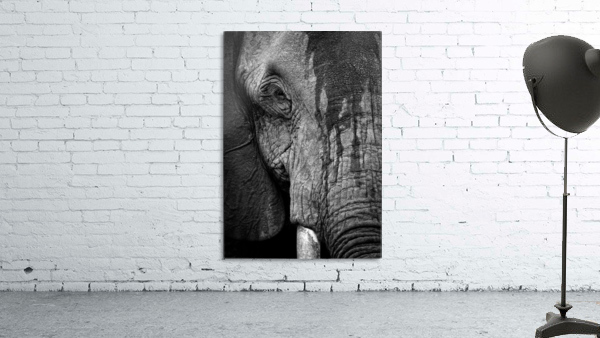 Elephant Uganda wild Wall Preview