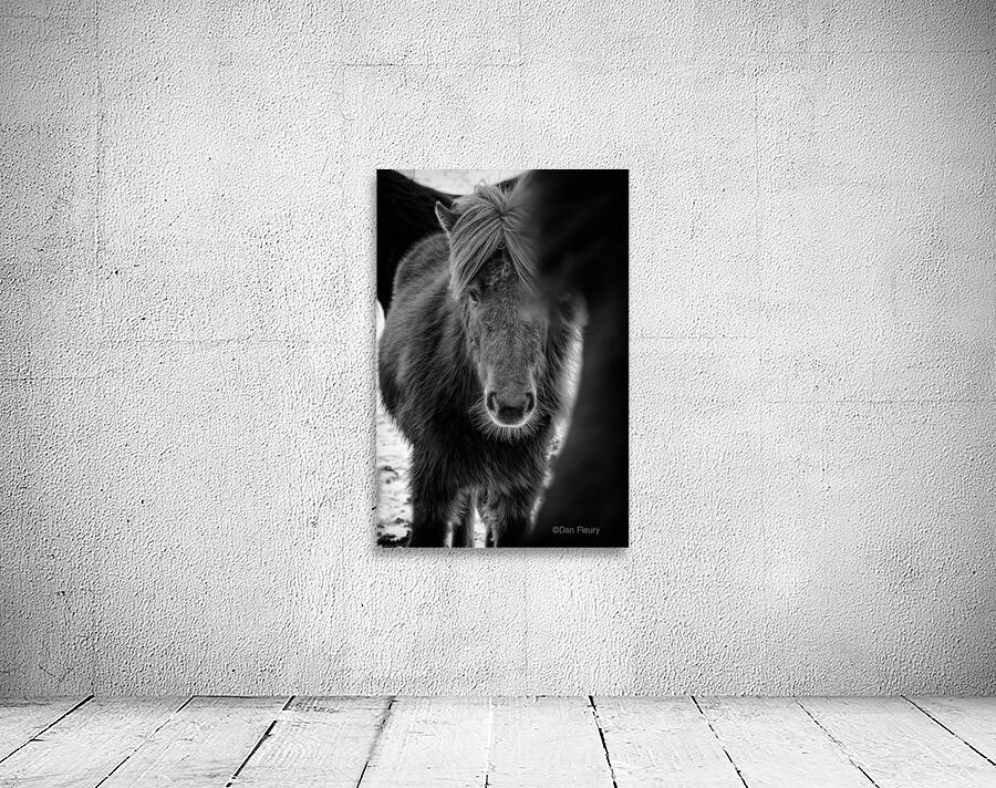 Icelandic Foal Wall Preview