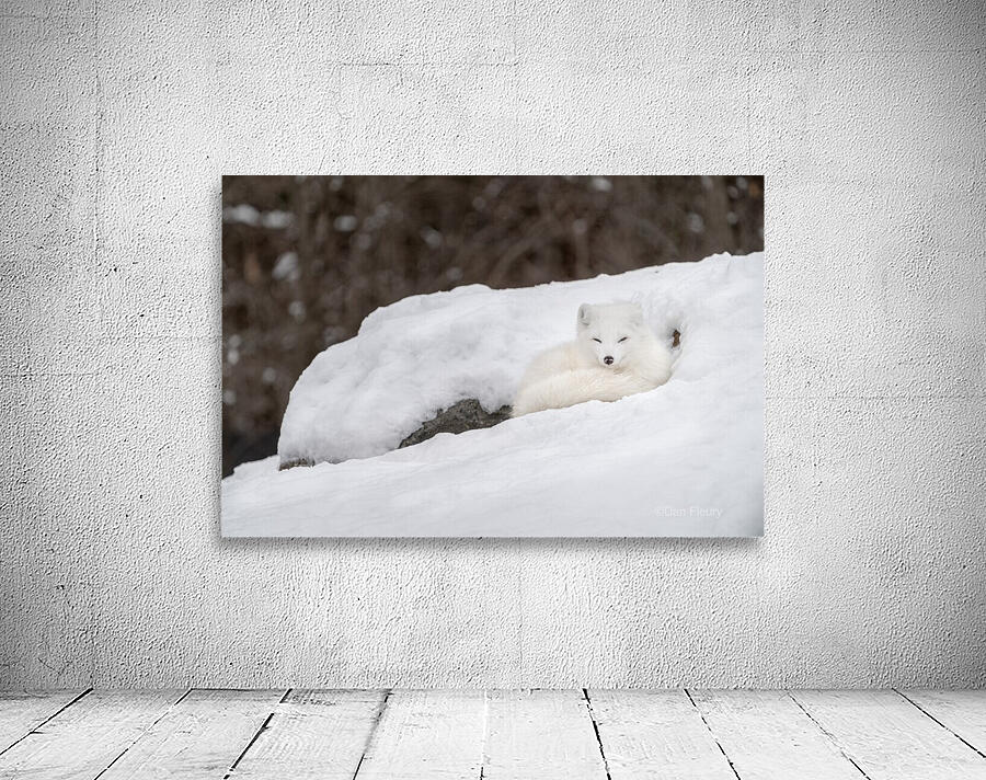 Arctic Fox Wall Preview
