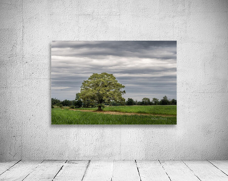 The Tree Stormy Sky Wall Preview