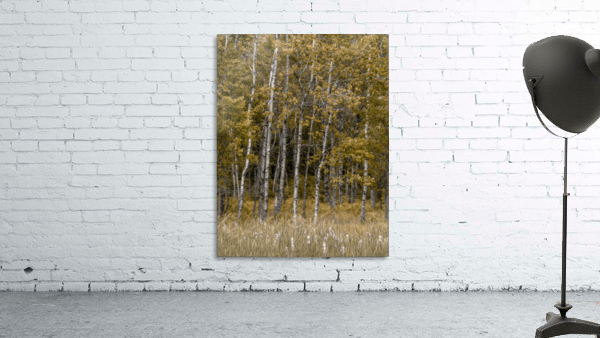 White Birch Wall Preview
