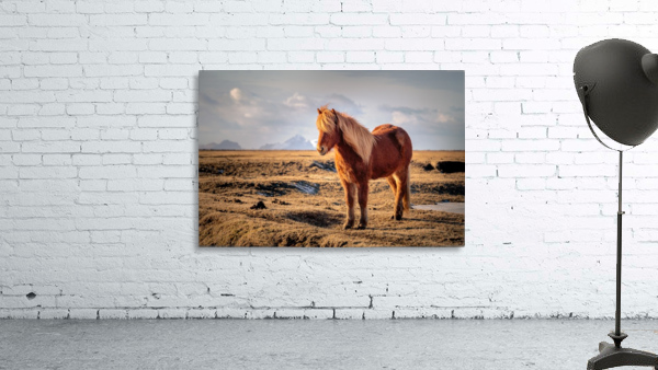 Solitaire Icelandic Horse Wall Preview