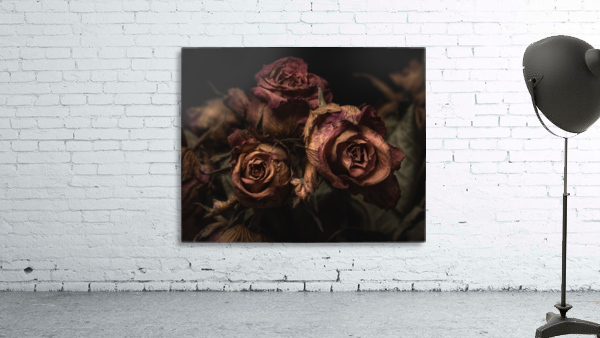 Dried Roses Wall Preview