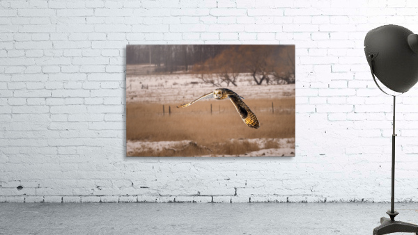 Short Eared Own Wall Preview