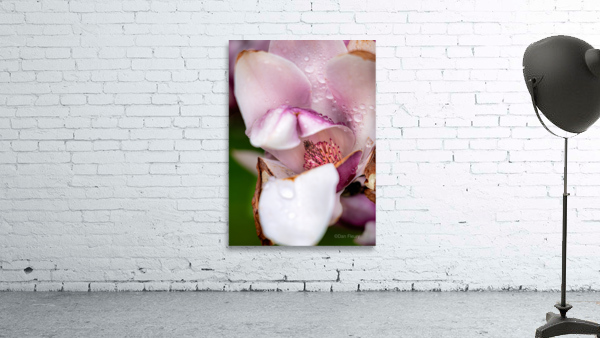 Magnolia Carpels Wall Preview