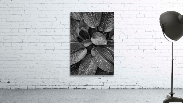Hosta Leaves Wall Preview