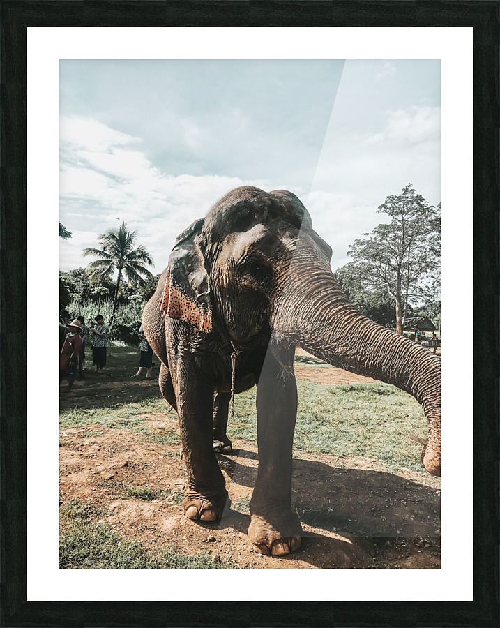 Elephant Picture Frame print