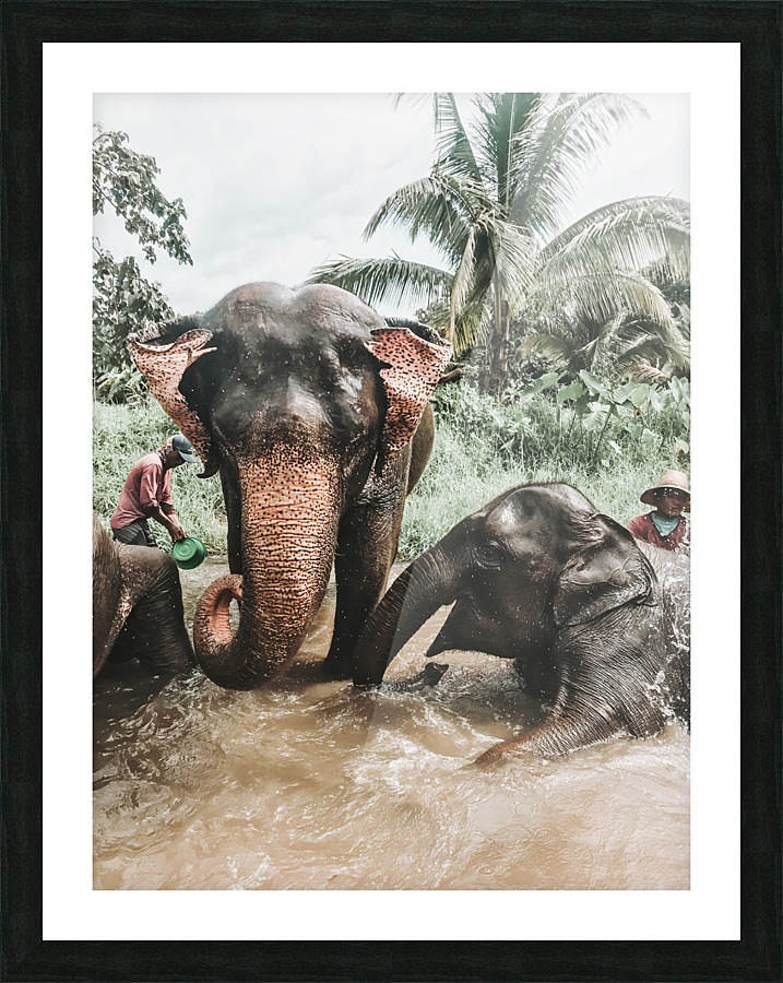 Elephants Picture Frame print