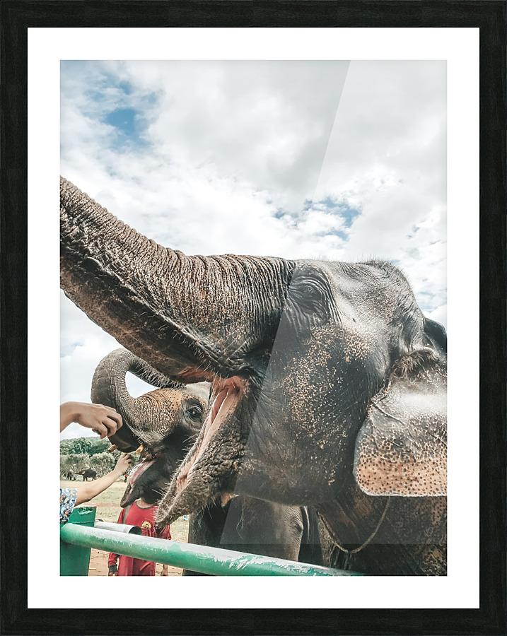 Elephant Picture Frame print
