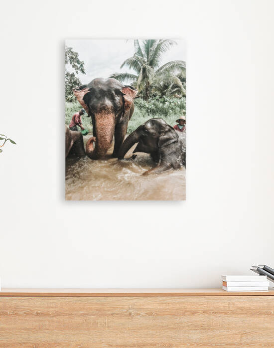 Elephants Reproduction
