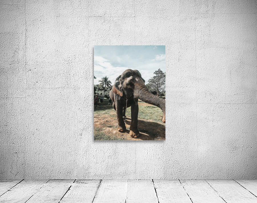 Elephant Wall Preview