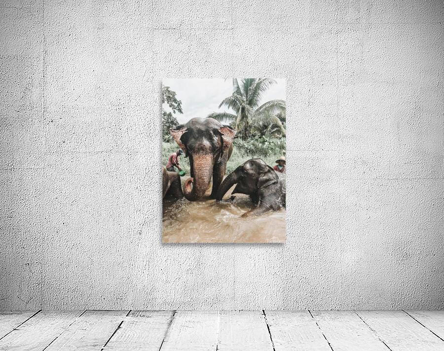 Elephants Wall Preview