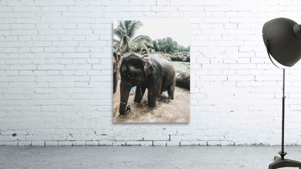 Elephant Wall Preview