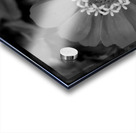 zinnia bw Acrylic print