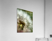 Wish Acrylic Print
