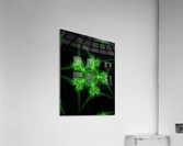 Starbright Acrylic Print