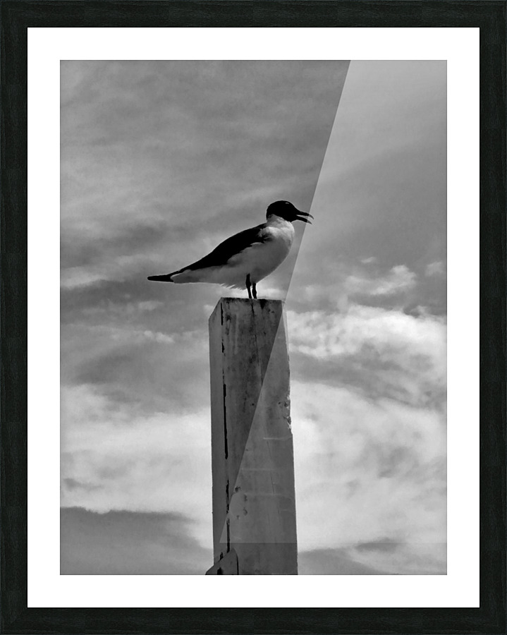 Some bird bw Picture Frame print