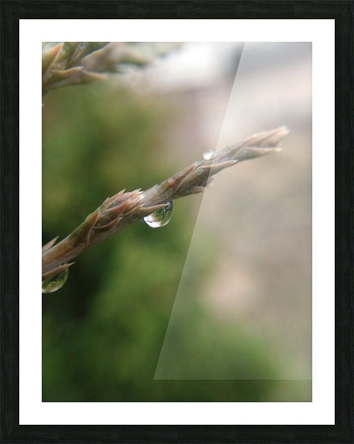 After the rain Picture Frame print