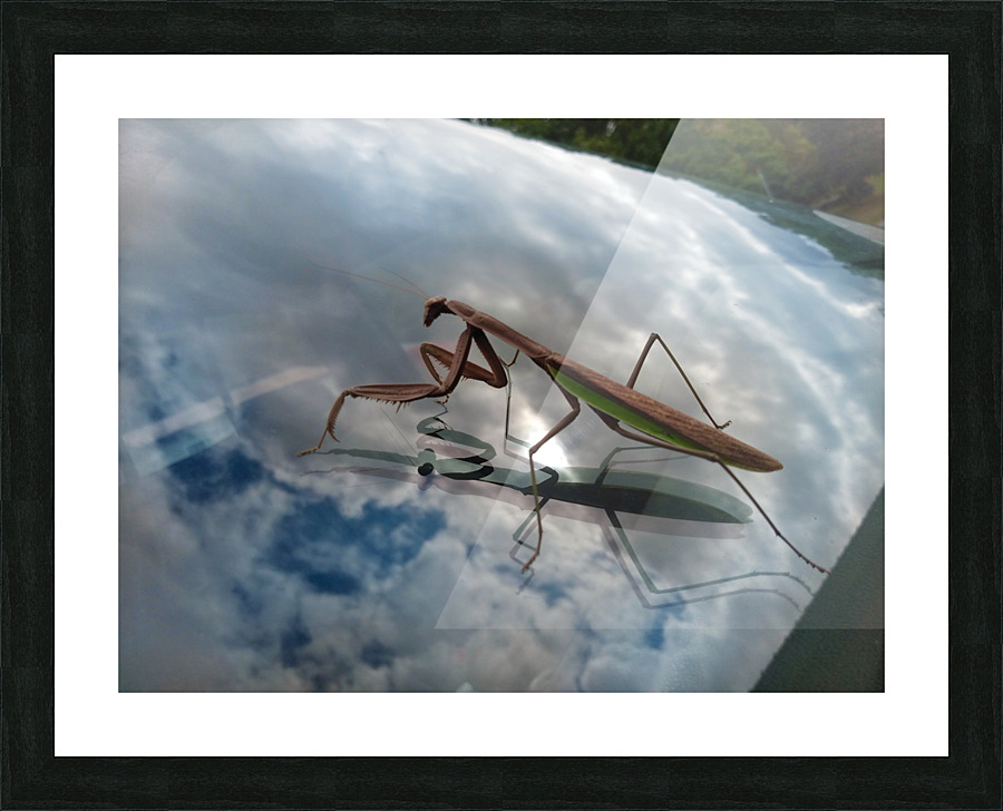 A bugs life Picture Frame print