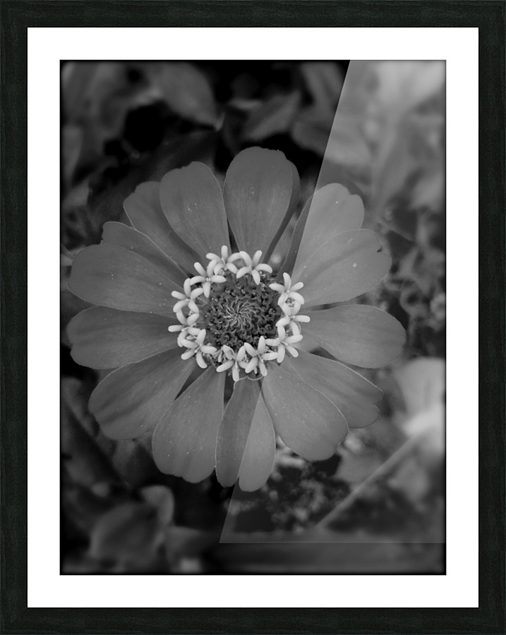 zinnia bw Picture Frame print