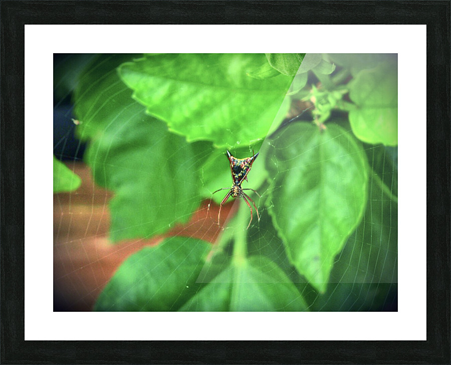 Microthena Picture Frame print