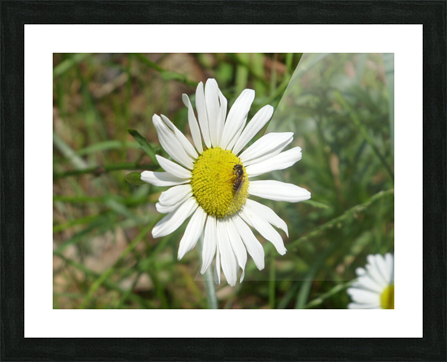 The tiniest visitor Picture Frame print