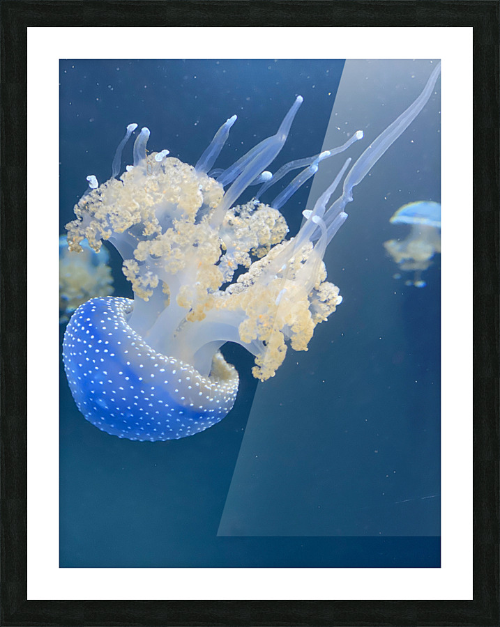 Jellybomb Picture Frame print