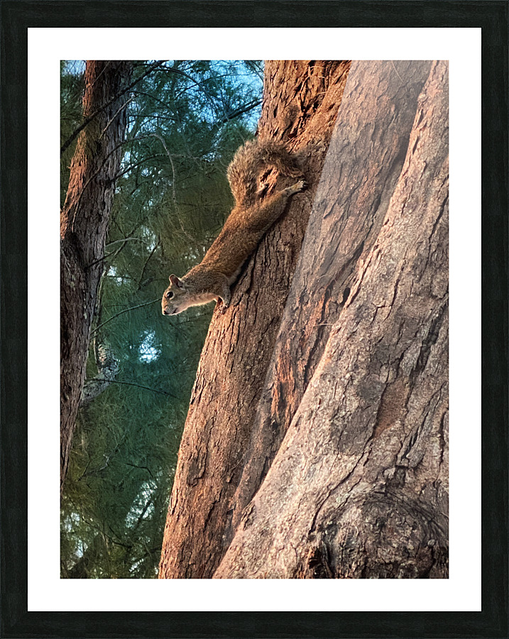 The beach stalker Picture Frame print