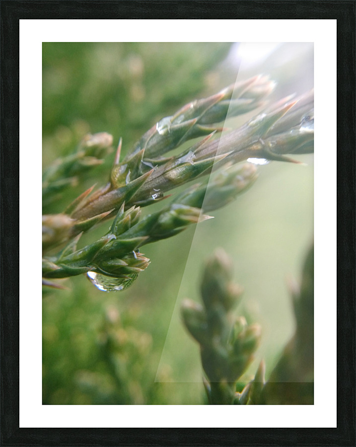 Rain Tears Picture Frame print