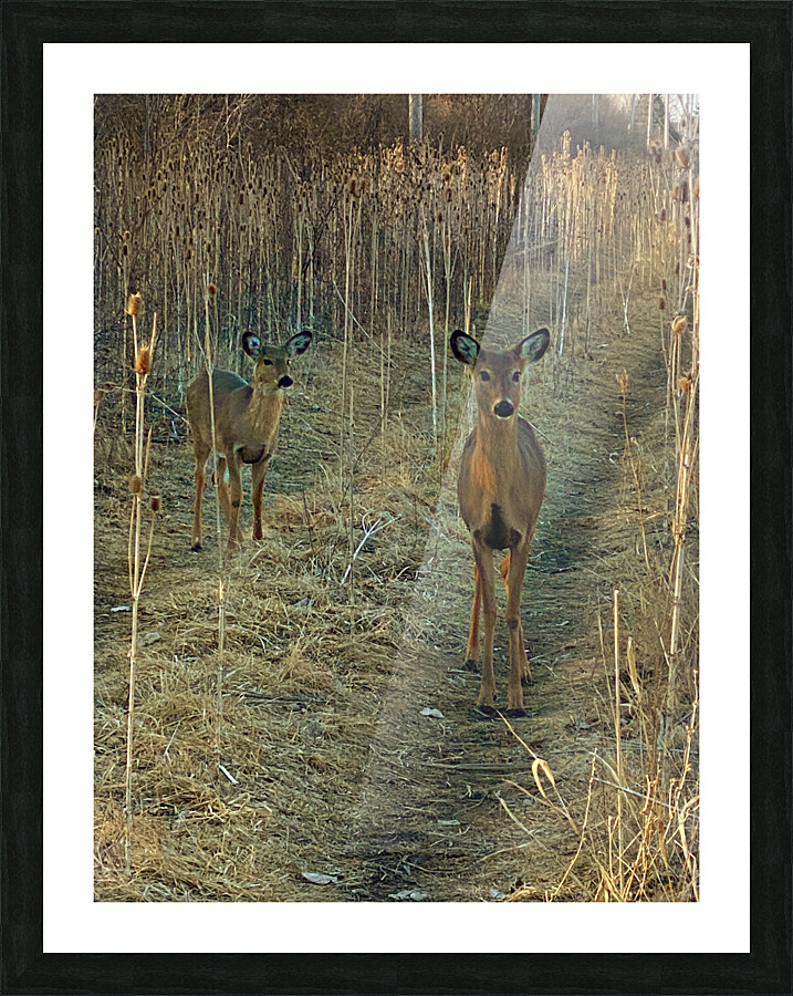 Oh Deer Picture Frame print