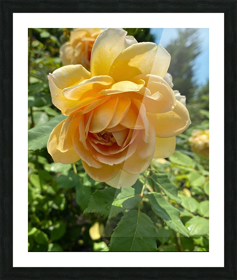 Rose Garden Picture Frame print