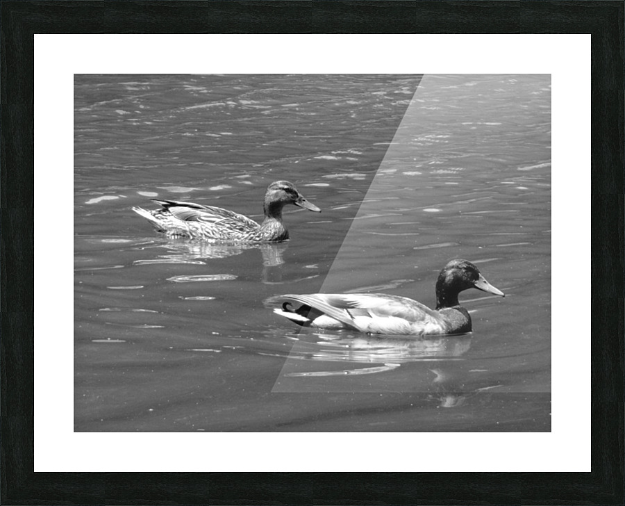 No Ducks given Picture Frame print