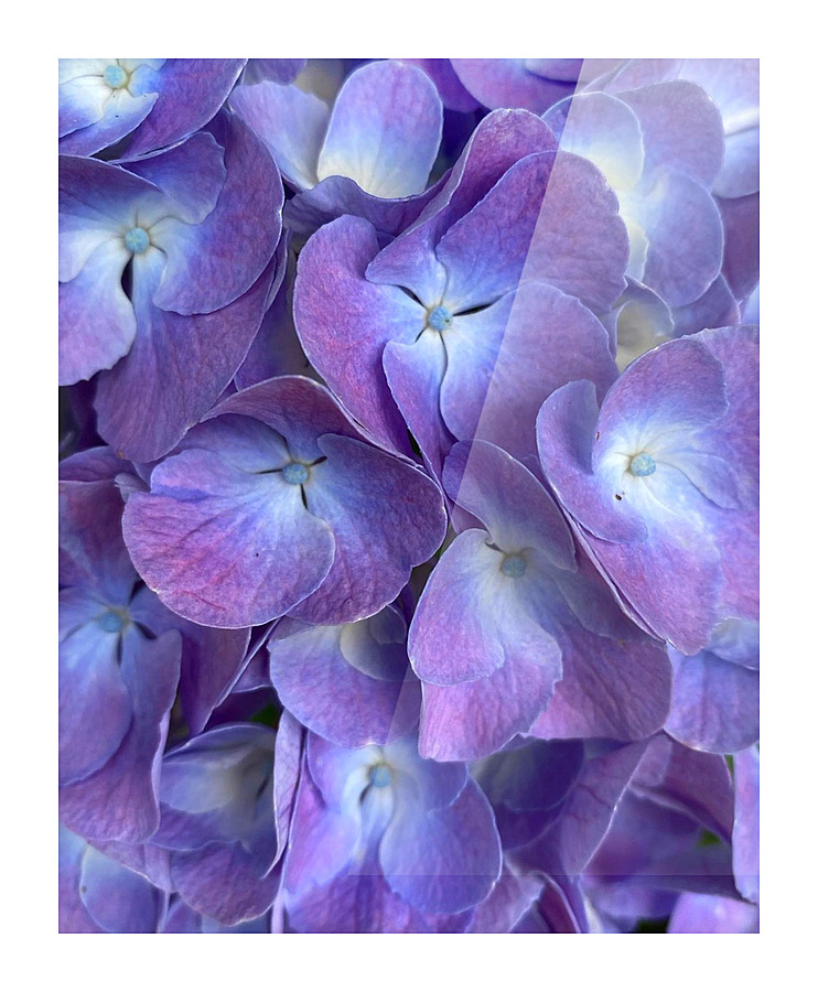 Violets Eyes Picture Frame print
