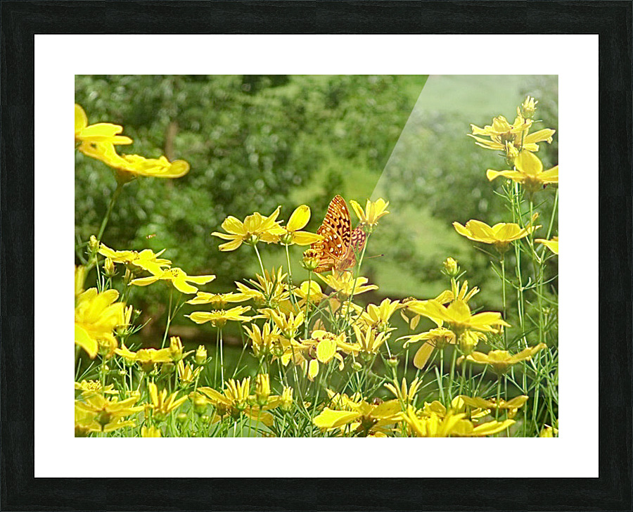 Flutterfly Picture Frame print
