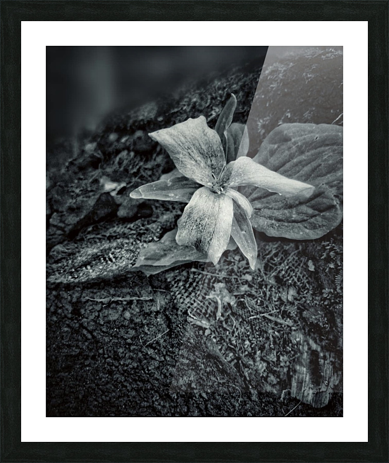 The fallen cowboy Picture Frame print