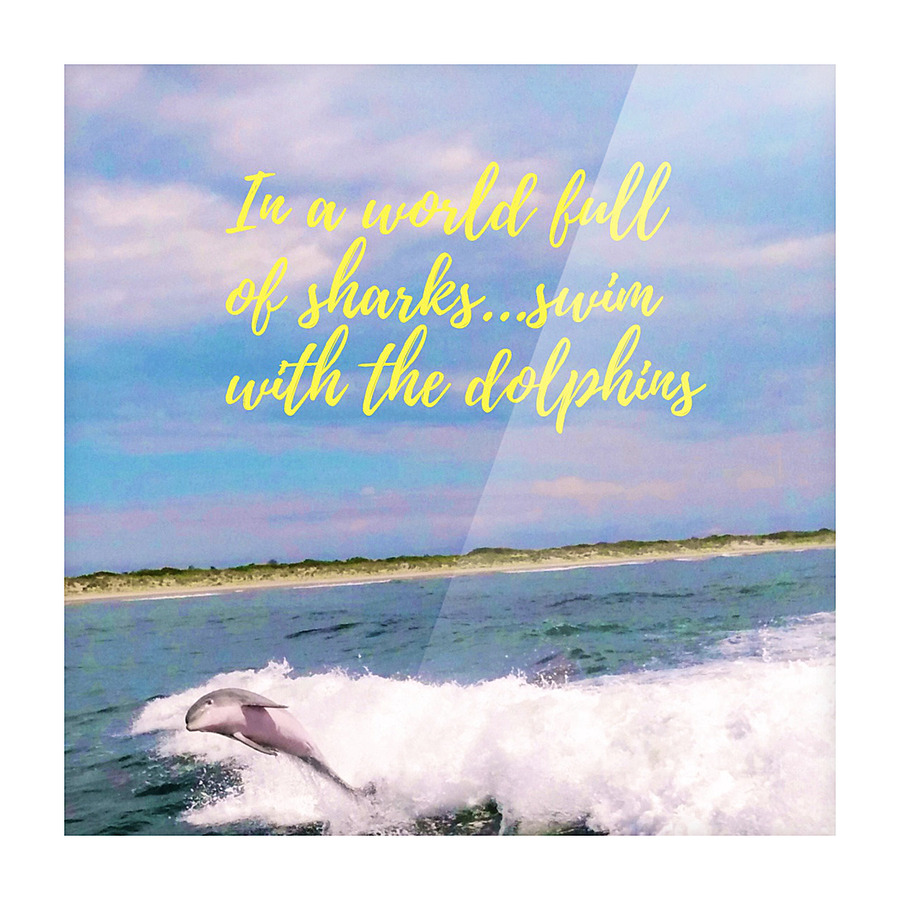 Dolphin Picture Frame print