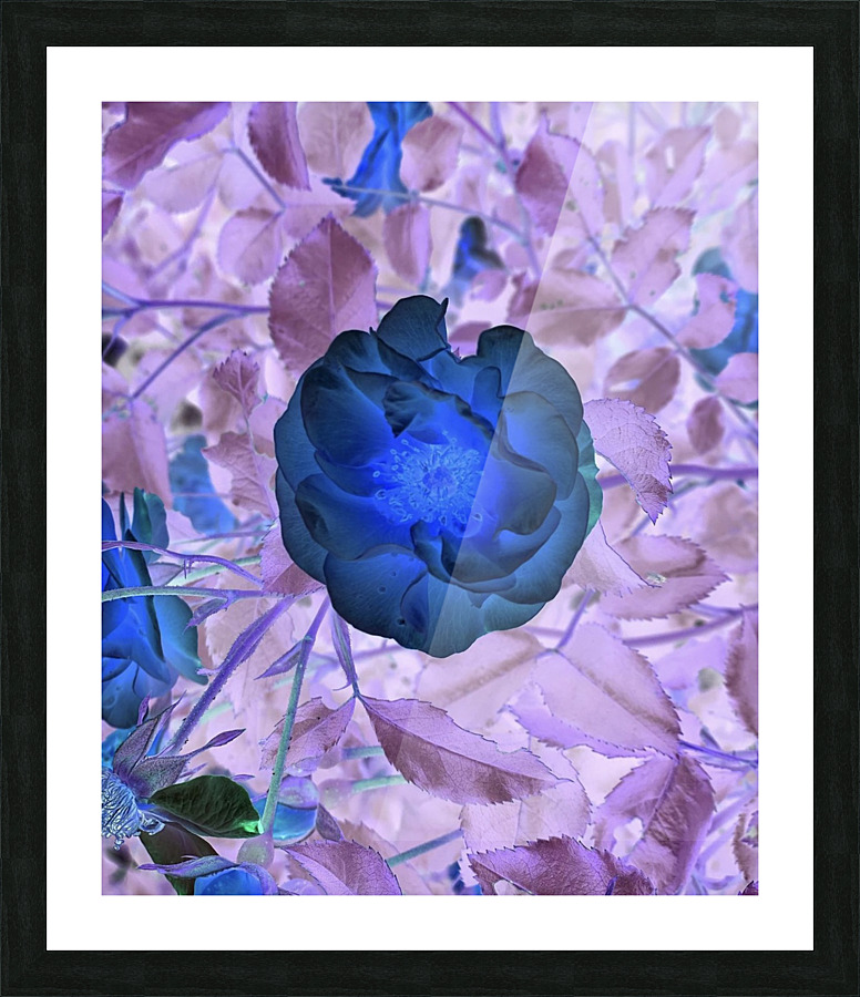 The darkest rose Picture Frame print