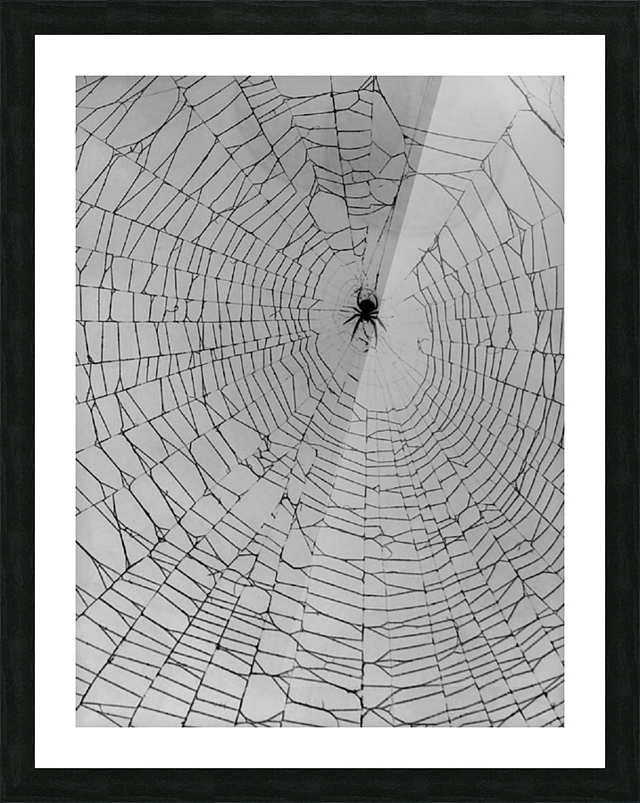 The webweaver  Picture Frame print