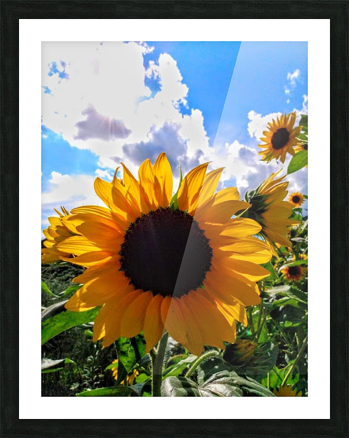 Sunflower Picture Frame print