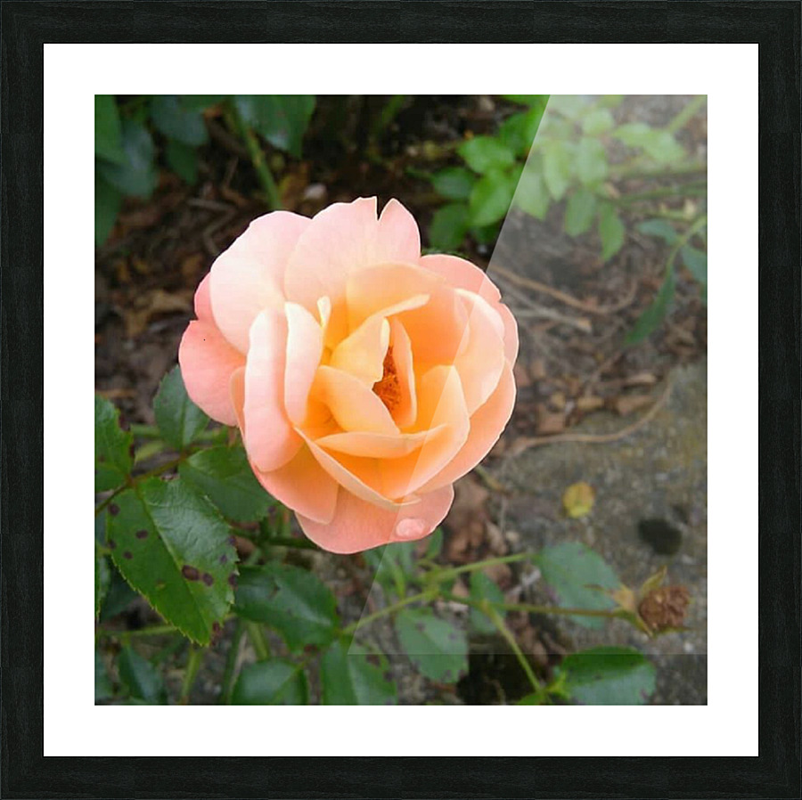 After the rain Picture Frame print