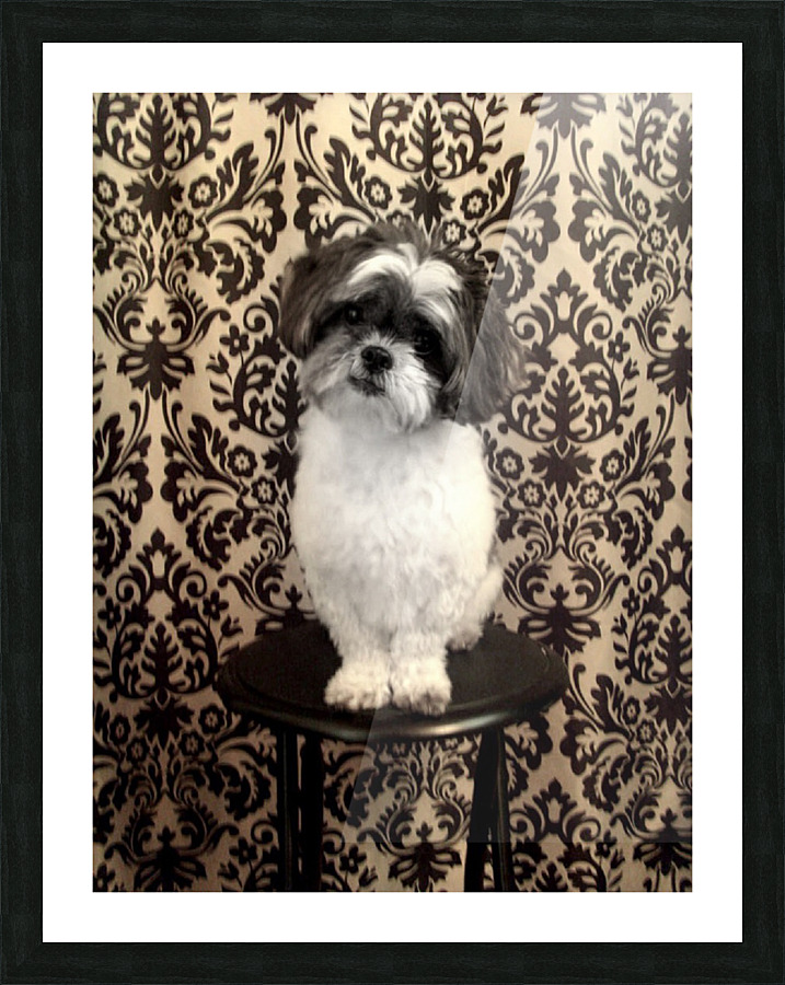 Scruffy  Picture Frame print