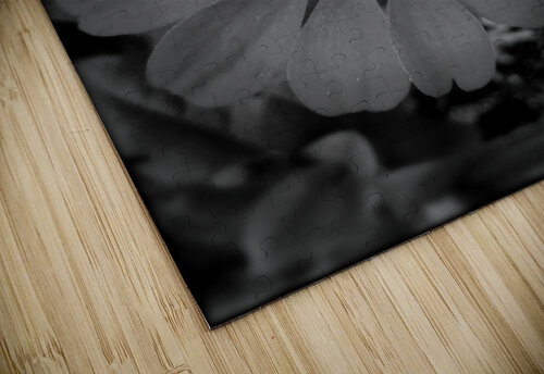 zinnia bw Eclectic Nostalgic Dreamz puzzle