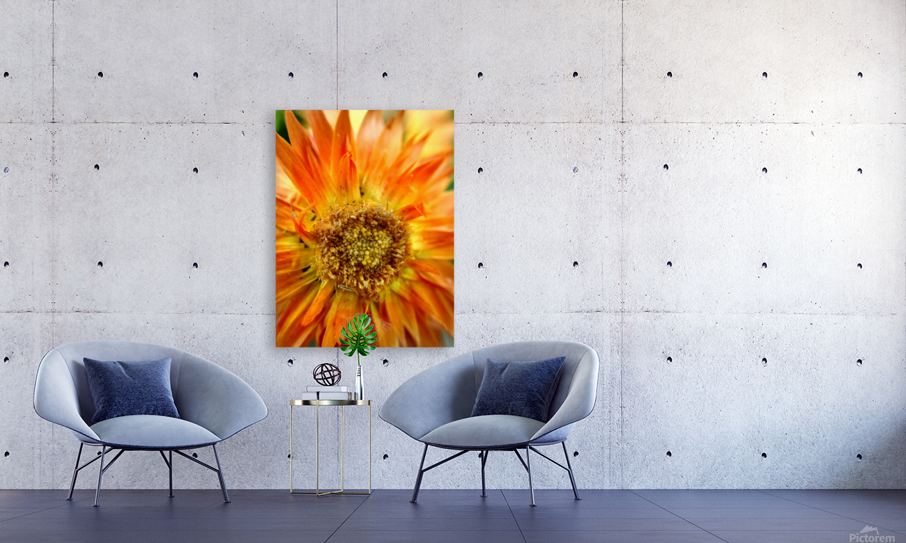 Sunburst Reproduction