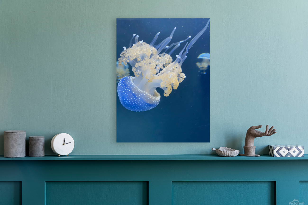 Jellybomb Reproduction