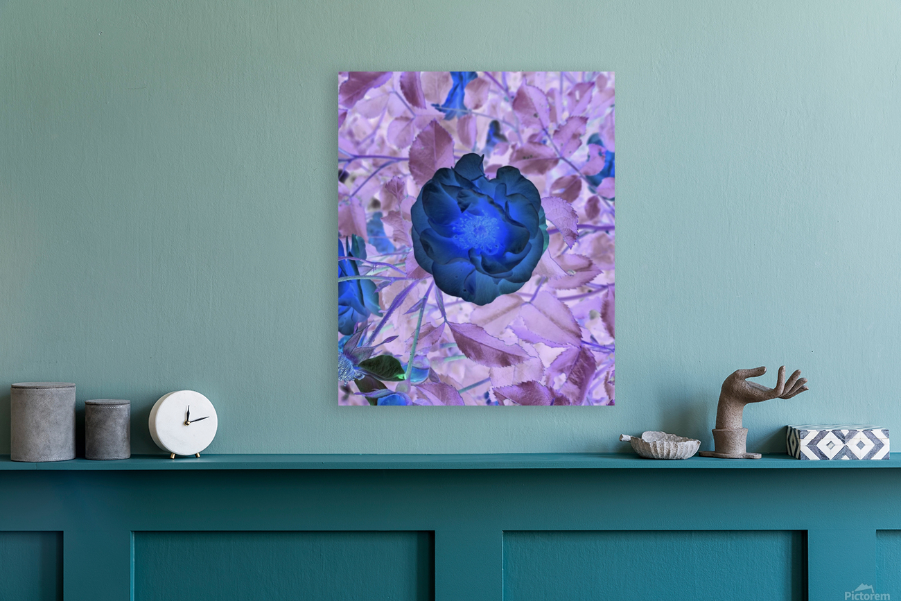 The darkest rose Reproduction