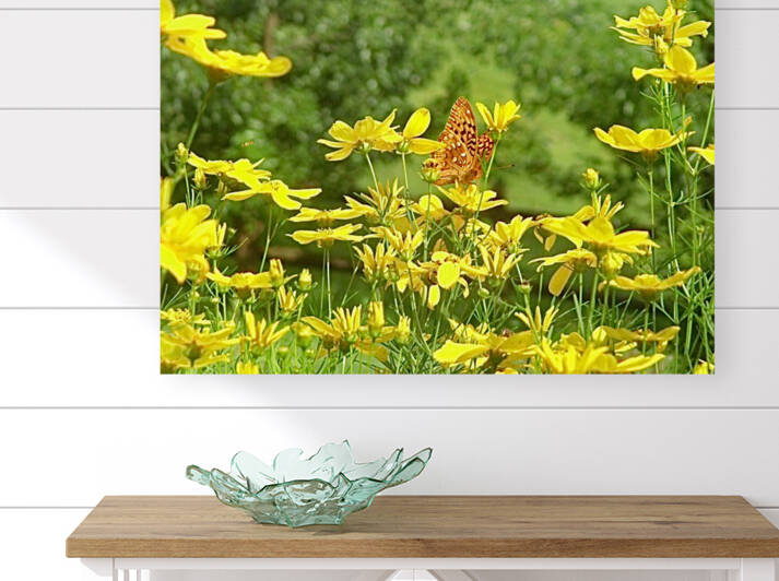 Flutterfly Reproduction