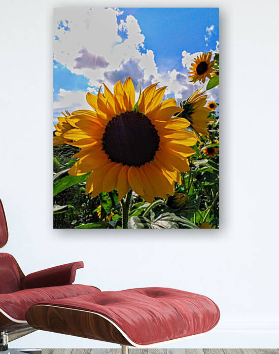 Sunflower Reproduction