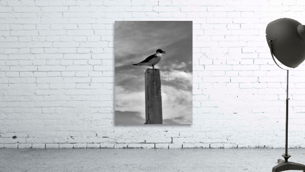 Some bird bw Wall Preview