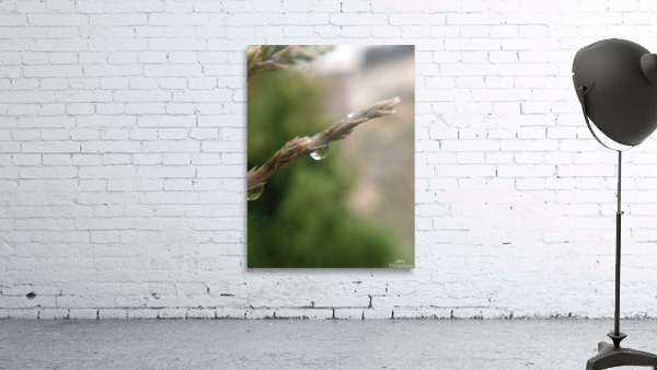 After the rain Wall Preview